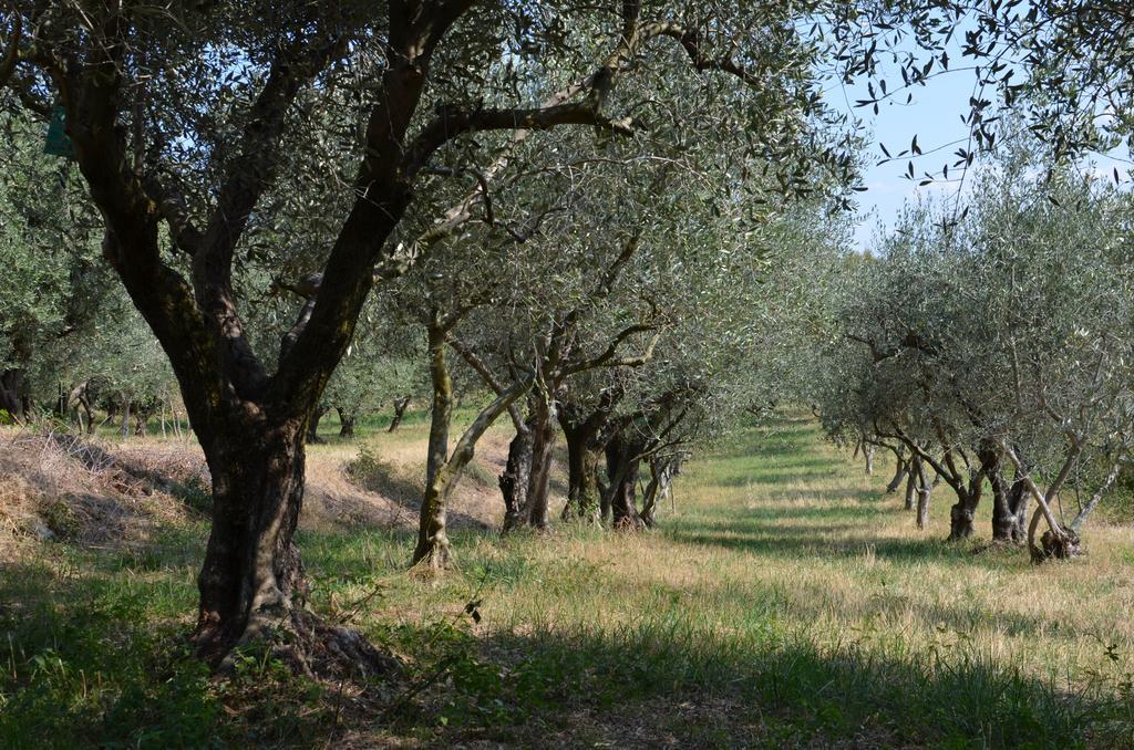 Agriturismo Bosco Magico 베로나 외부 사진